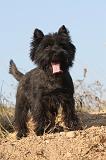 CAIRN TERRIER 037